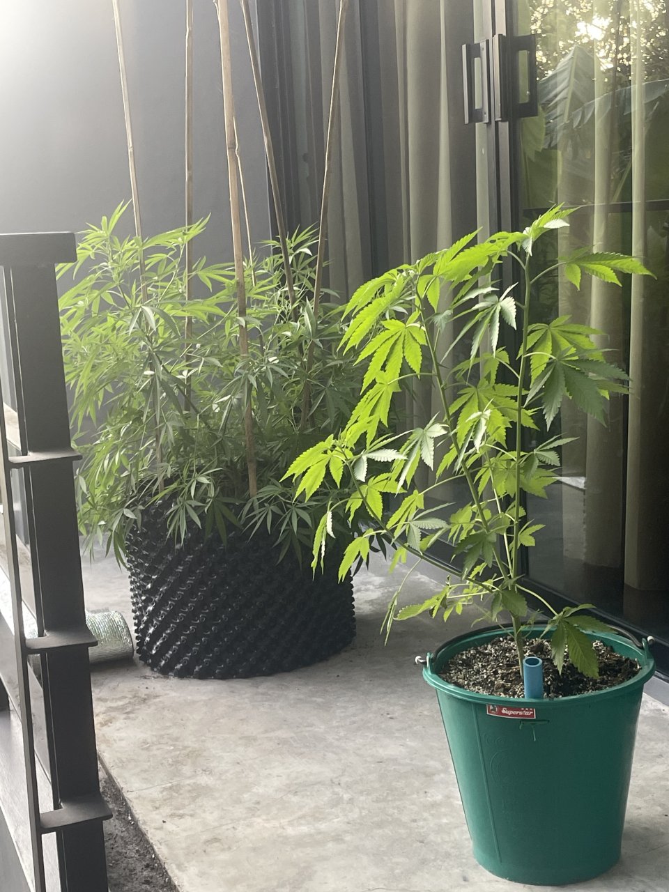 Outdoor a week before flip to flower