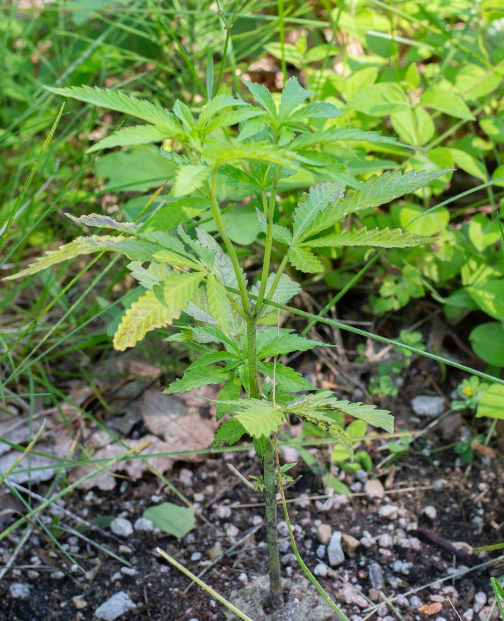 Outdoor Banana Jealousy Clones-2.jpg