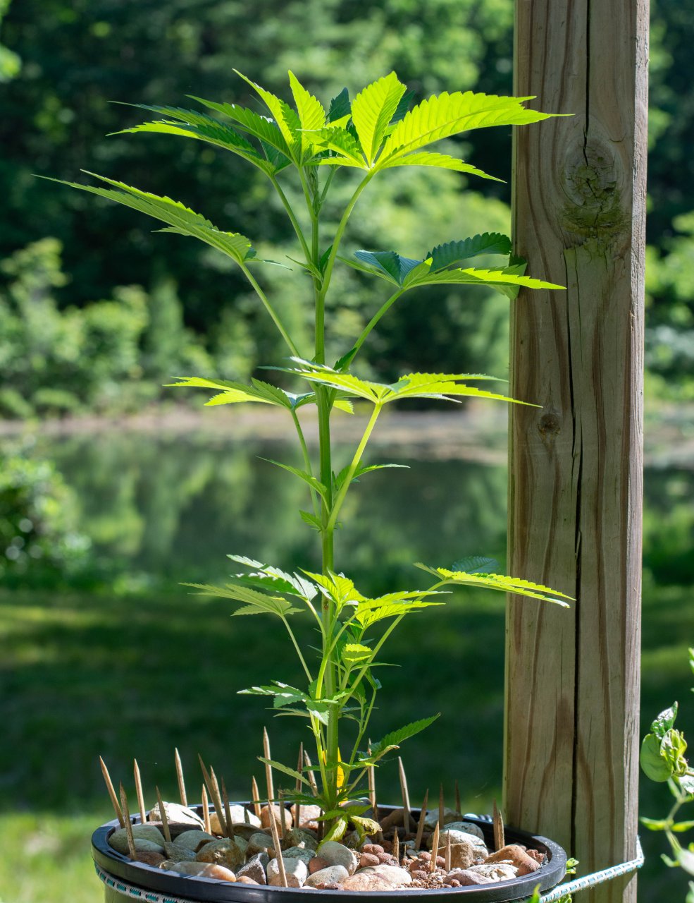 Outdoor Banana Jealousy Clones-3.jpg