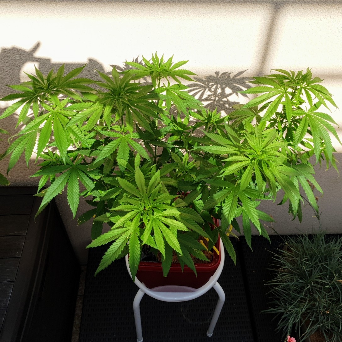 Outdoor blue dream day 72