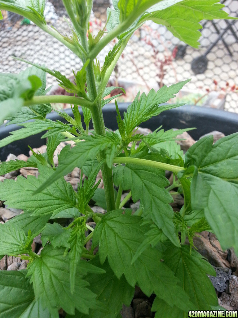 Outdoor Blue Hawaiin progress