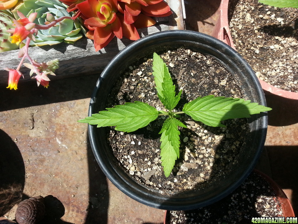 Outdoor Blue Hawaiin