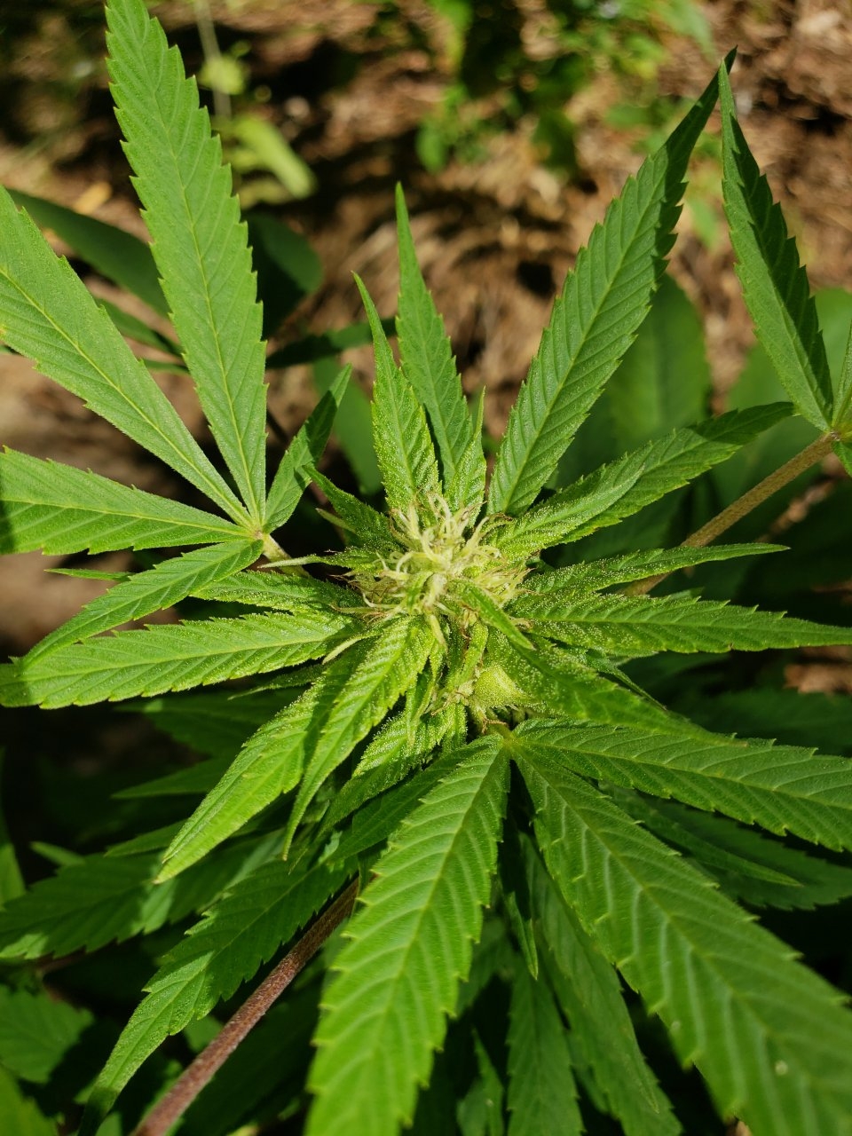 Cannabis - Outdoor Bud porn - H.K.S. x Black Domina | 420 Magazine Â®