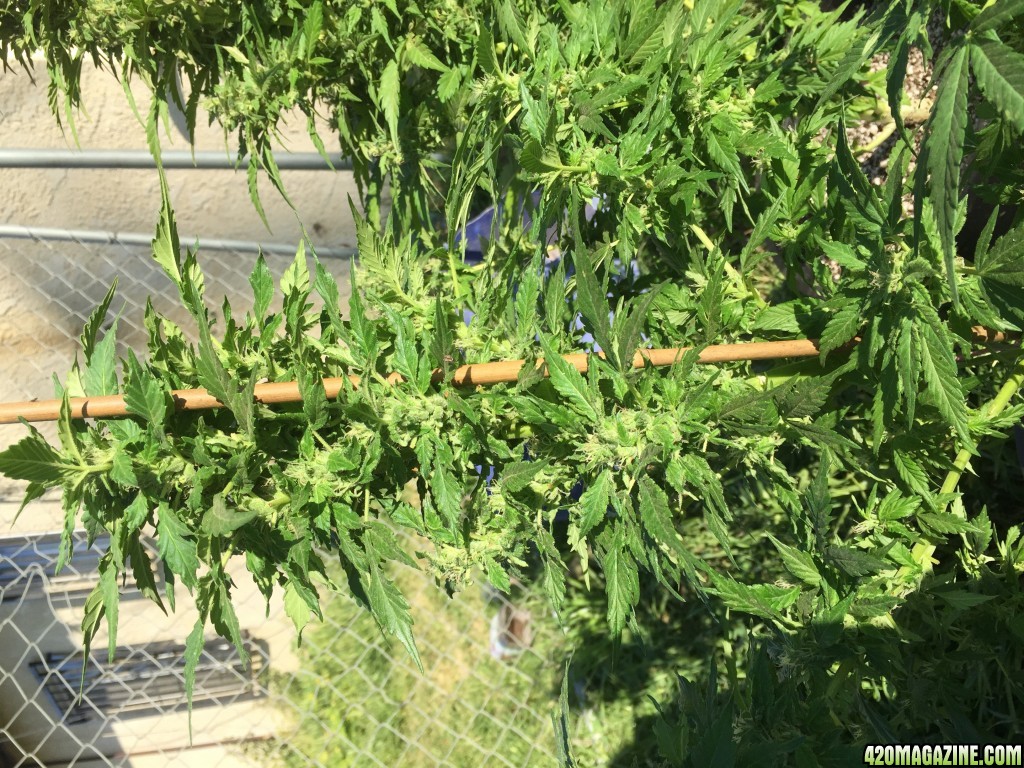 Outdoor flowering girls