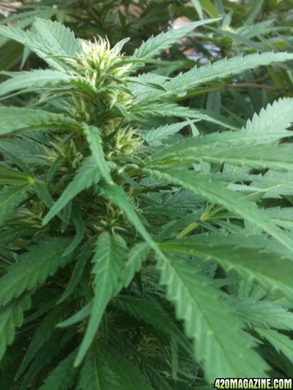 Outdoor garden week 3 of flowering