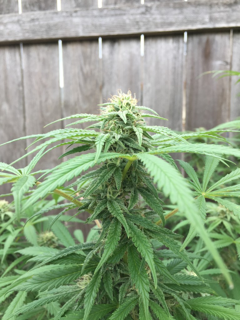 Outdoor grow quantum kush