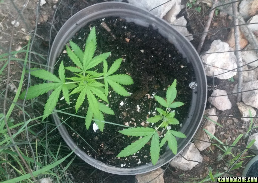 Outdoor grow update