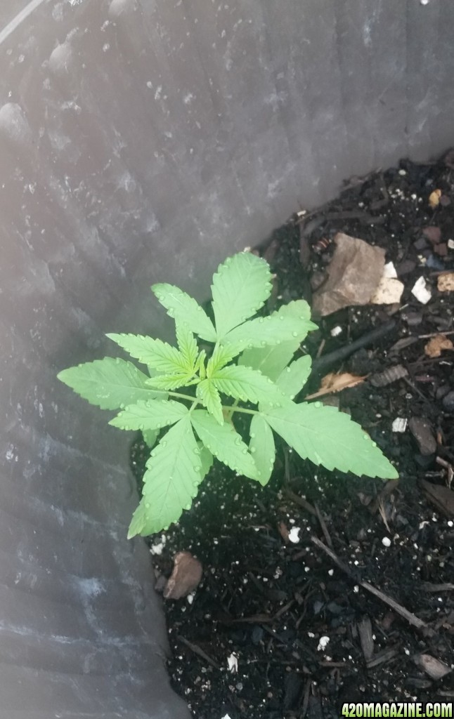 Outdoor grow update