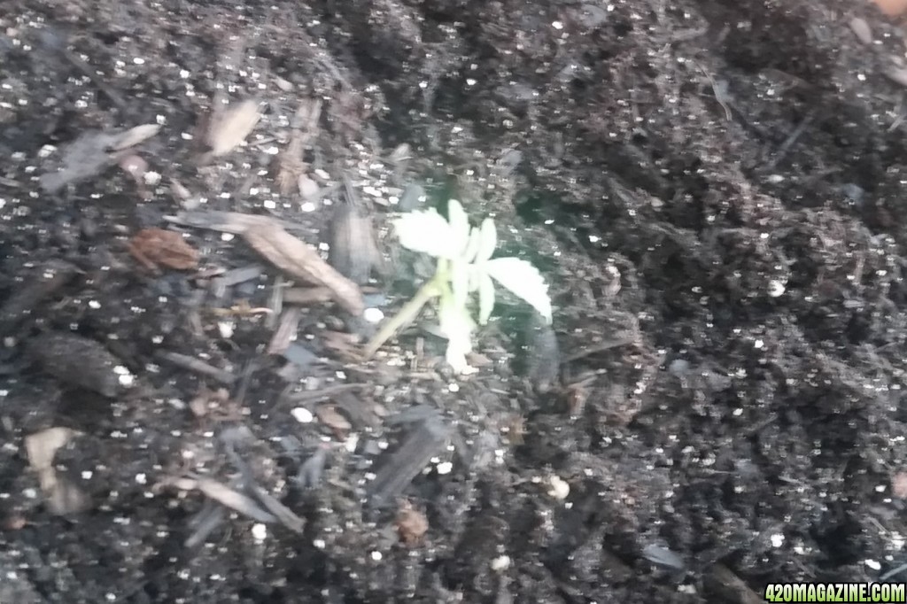 Outdoor grow update