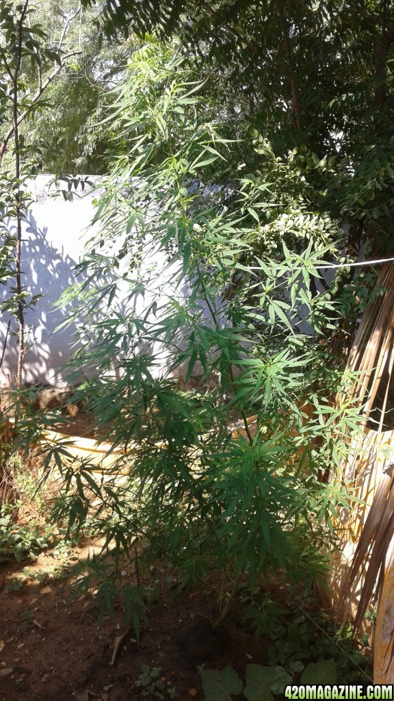 Outdoor grow