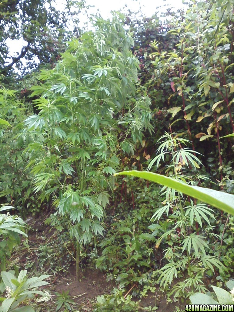 outdoor / guerilla / early flowering