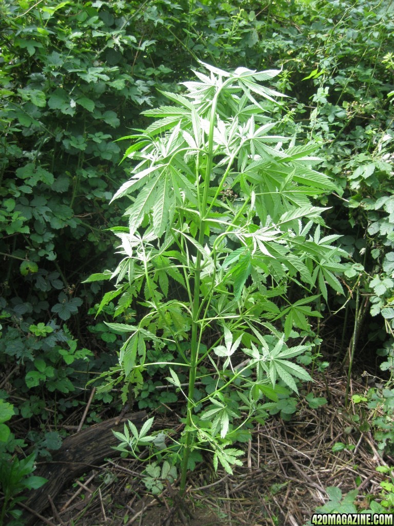 outdoor / guerilla / late veg