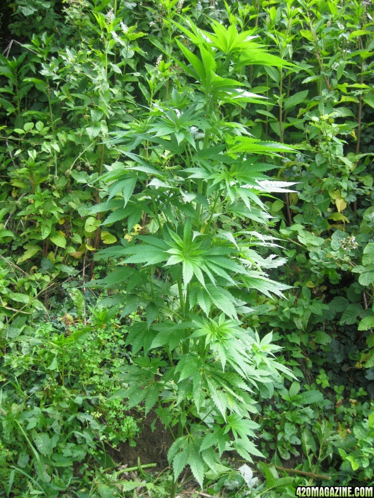 outdoor / guerilla / late veg