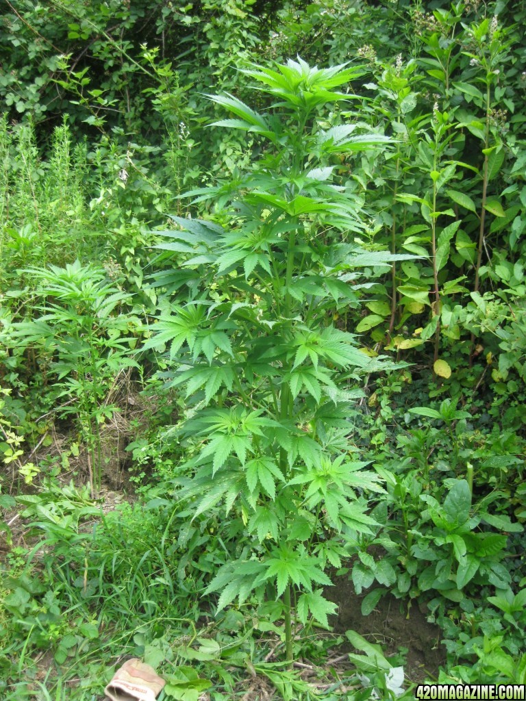 outdoor / guerilla / late veg