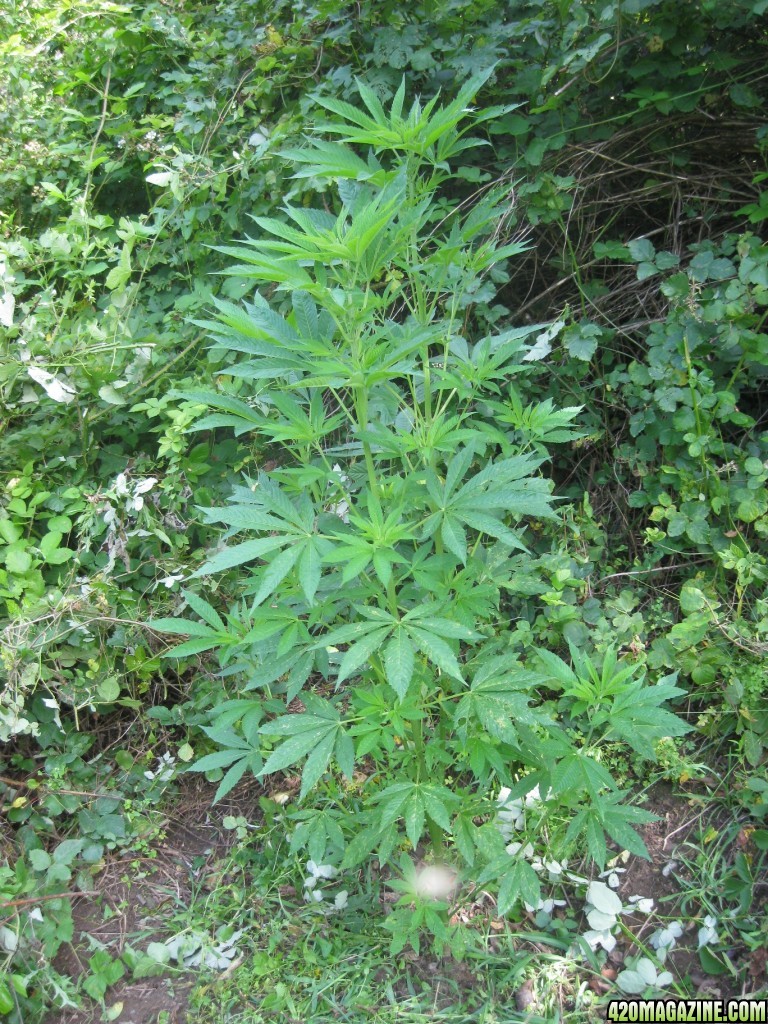 outdoor / guerilla / late veg