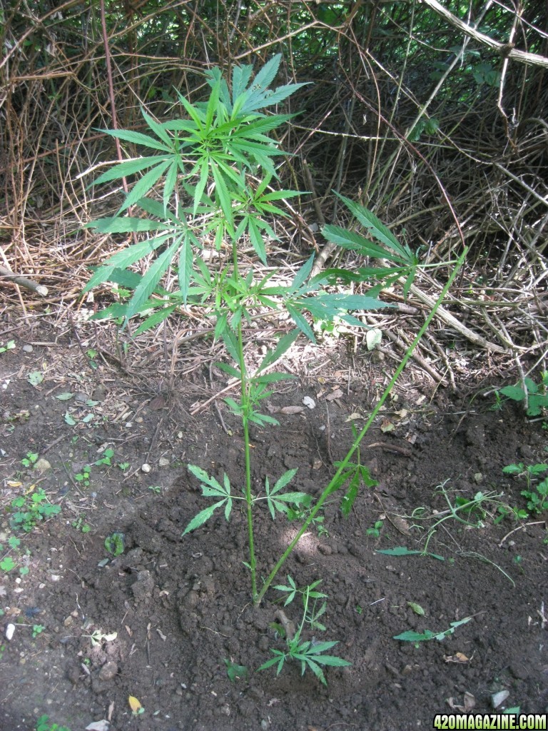 outdoor / guerilla / late veg