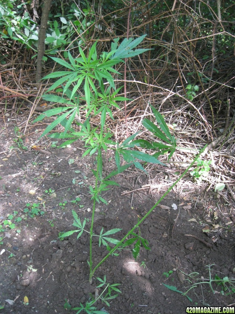 outdoor / guerilla / late veg