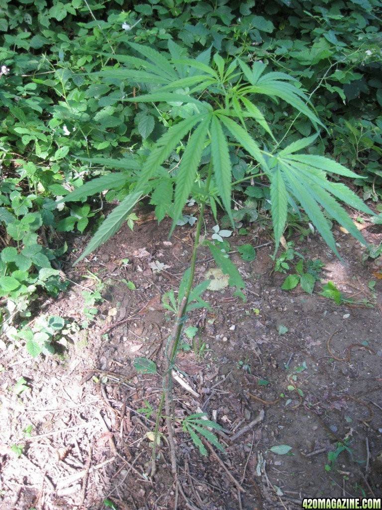 outdoor / guerilla / late veg