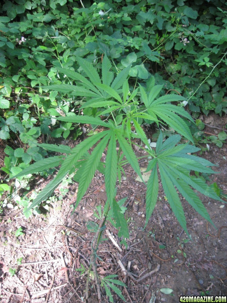 outdoor / guerilla / late veg