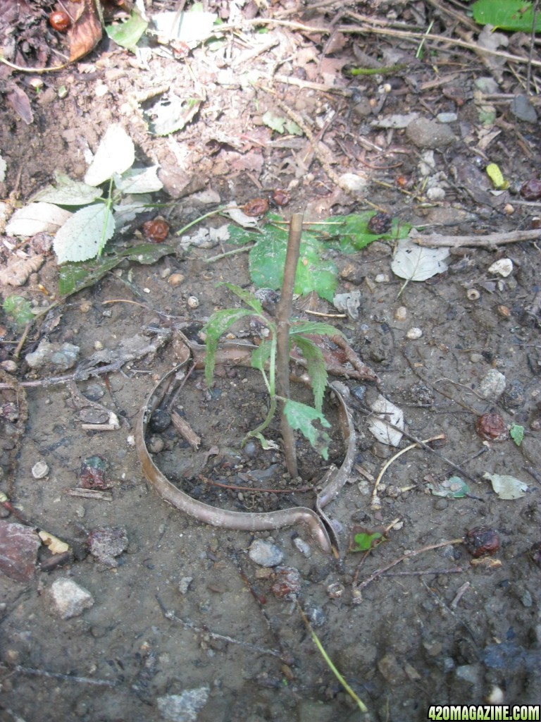 outdoor / guerilla / late veg