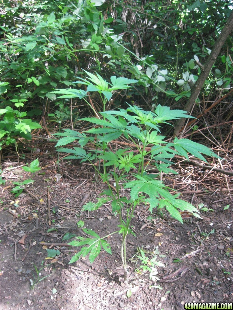 outdoor / guerilla / late veg