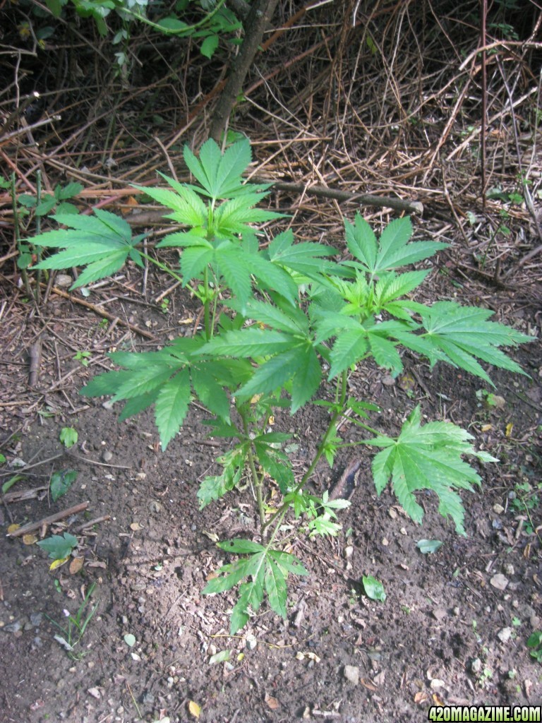 outdoor / guerilla / late veg