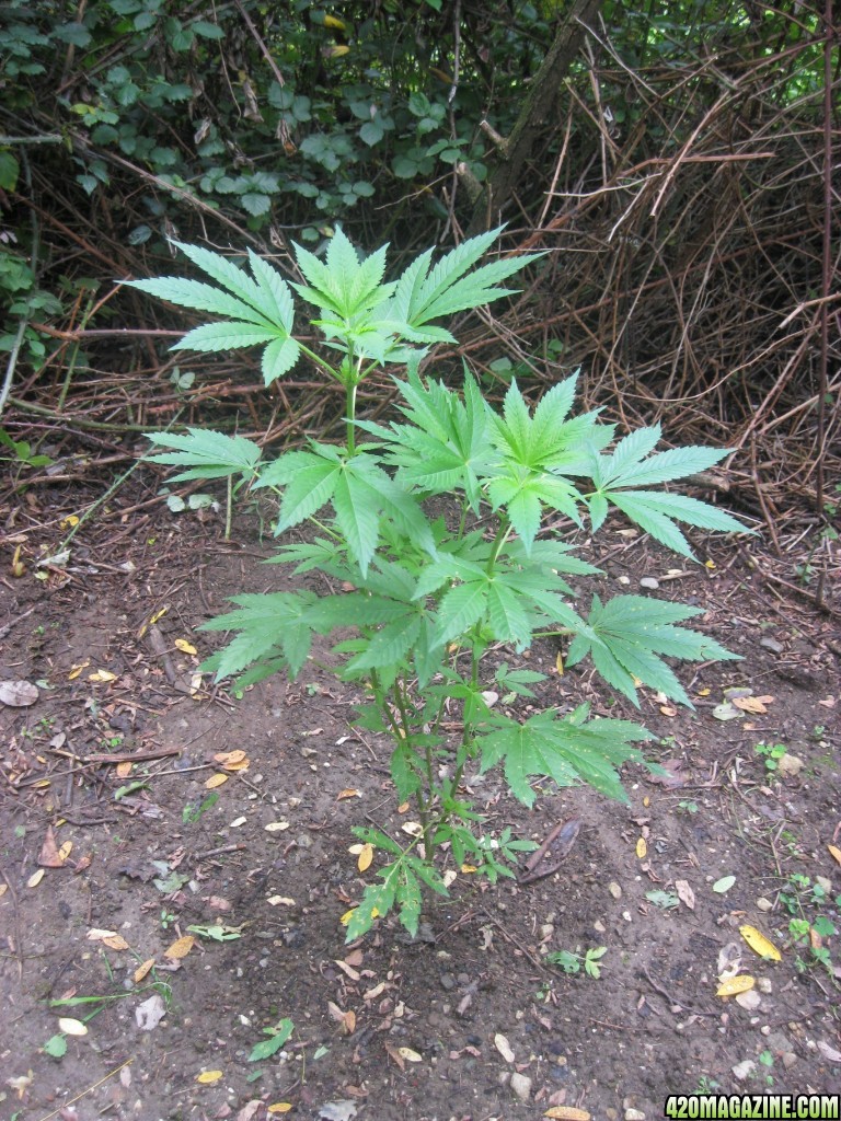 outdoor / guerilla / late veg