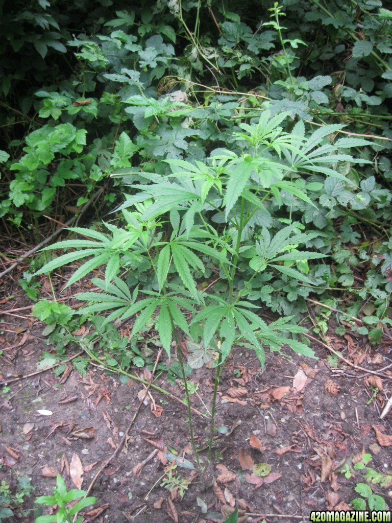 outdoor / guerilla / late veg