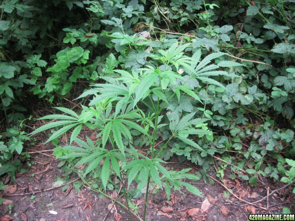 outdoor / guerilla / late veg