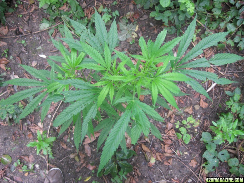 outdoor / guerilla / late veg