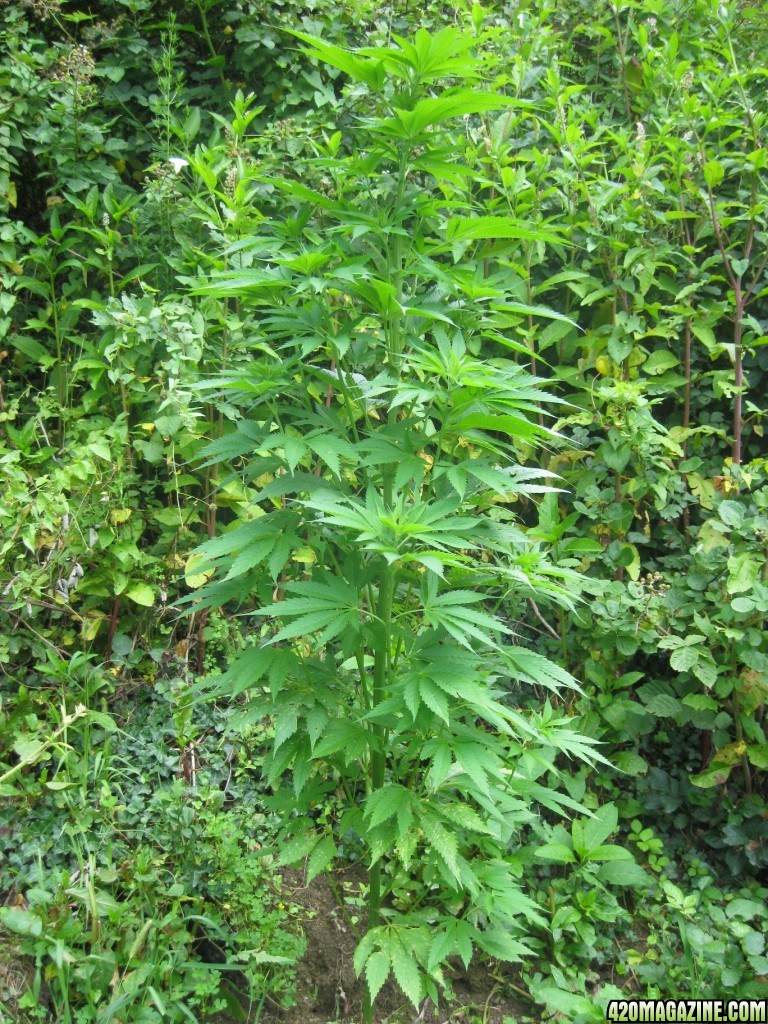 outdoor / guerilla / late veg