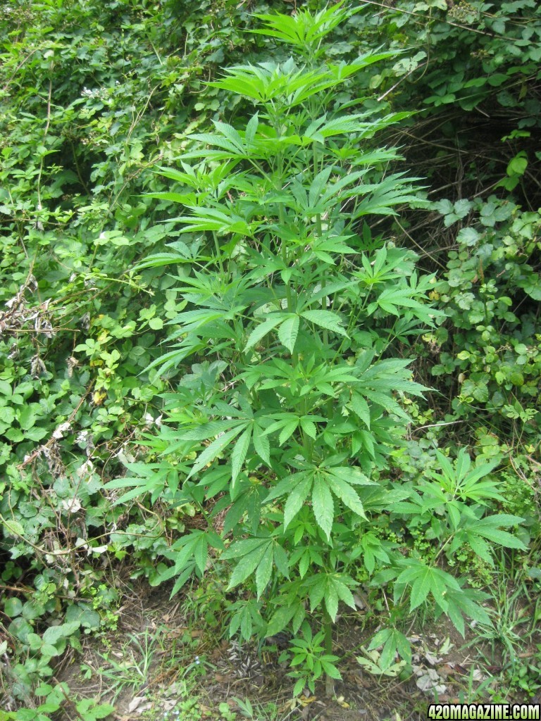 outdoor / guerilla / late veg