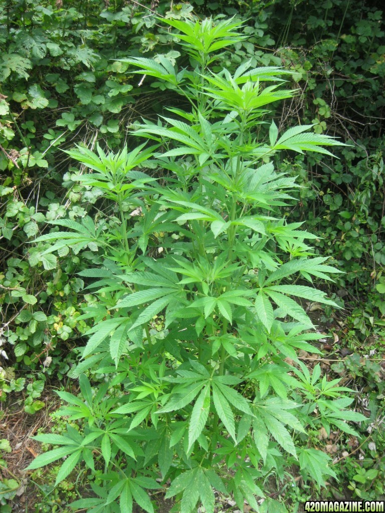 outdoor / guerilla / late veg