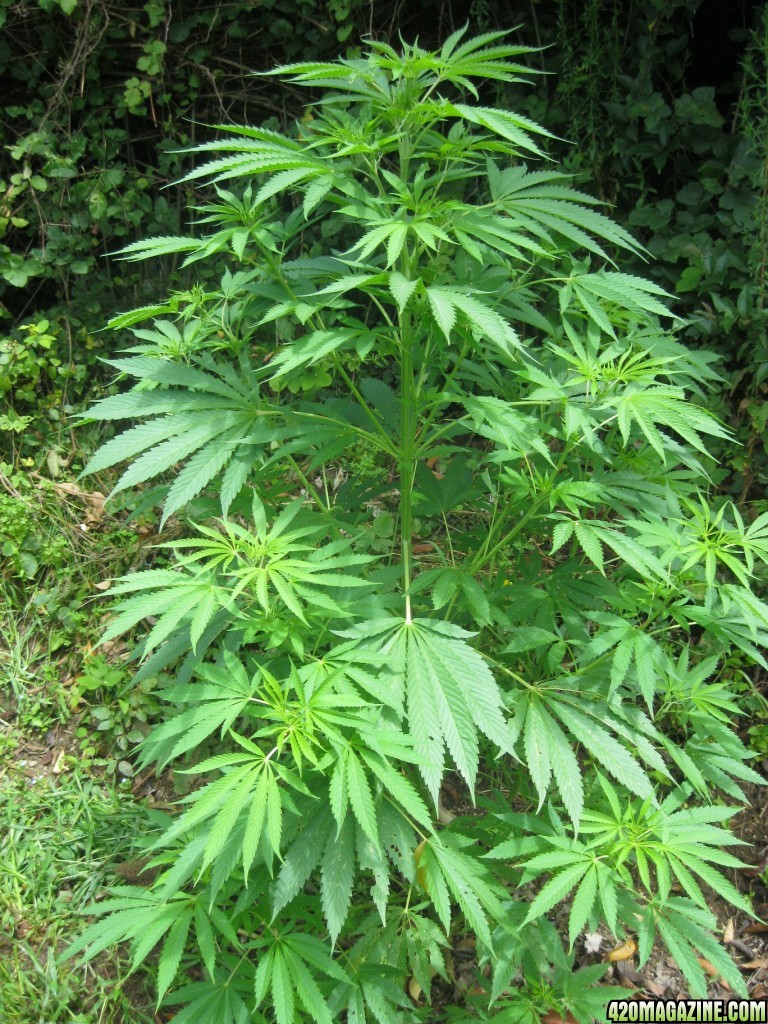 outdoor / guerilla / late veg