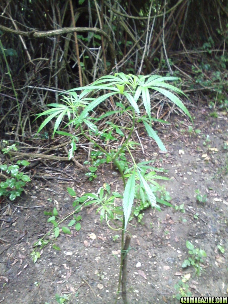 outdoor / guerilla / late veg