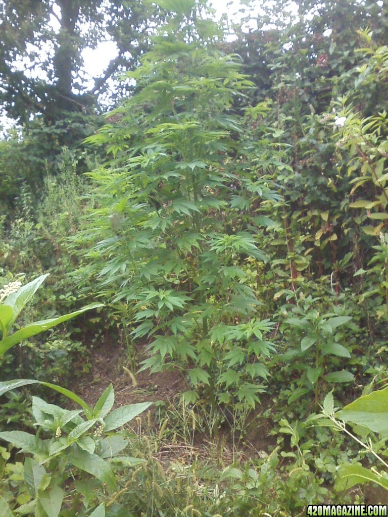 outdoor / guerilla / late veg