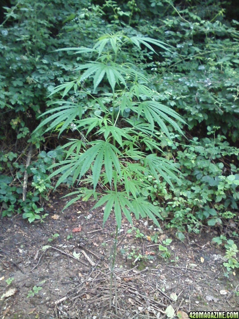 outdoor / guerilla / late veg