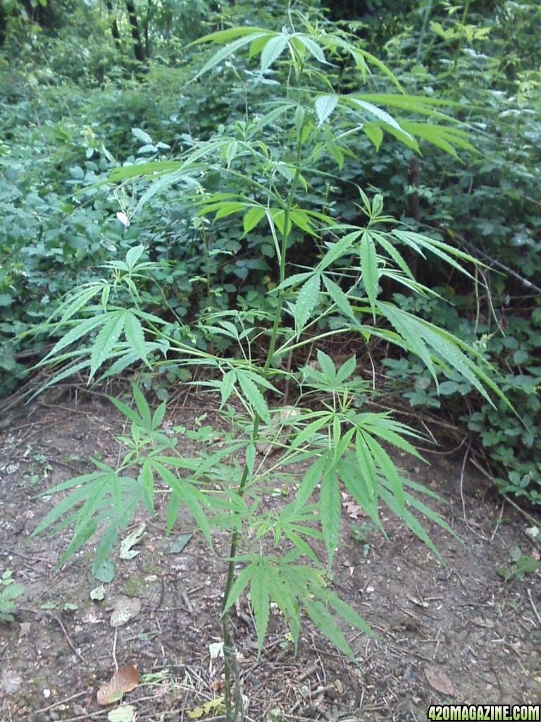 outdoor / guerilla / late veg