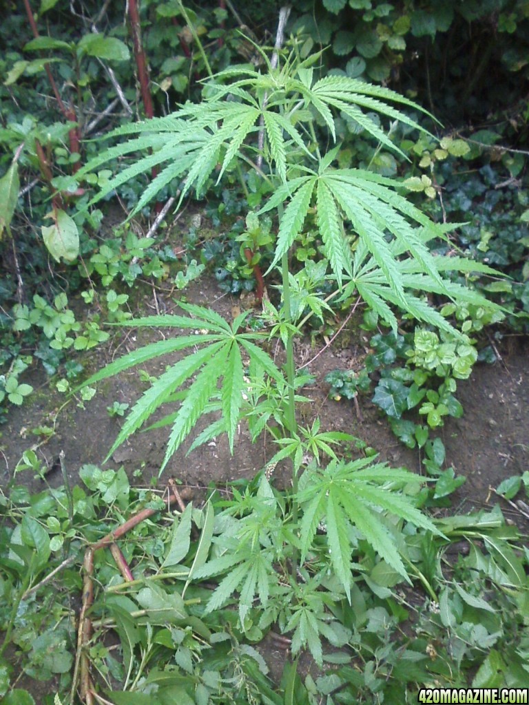 outdoor / guerilla / late veg