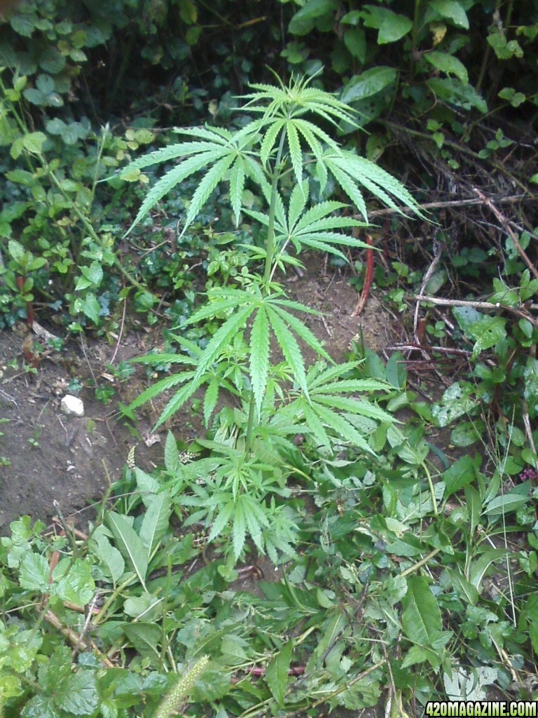 outdoor / guerilla / late veg