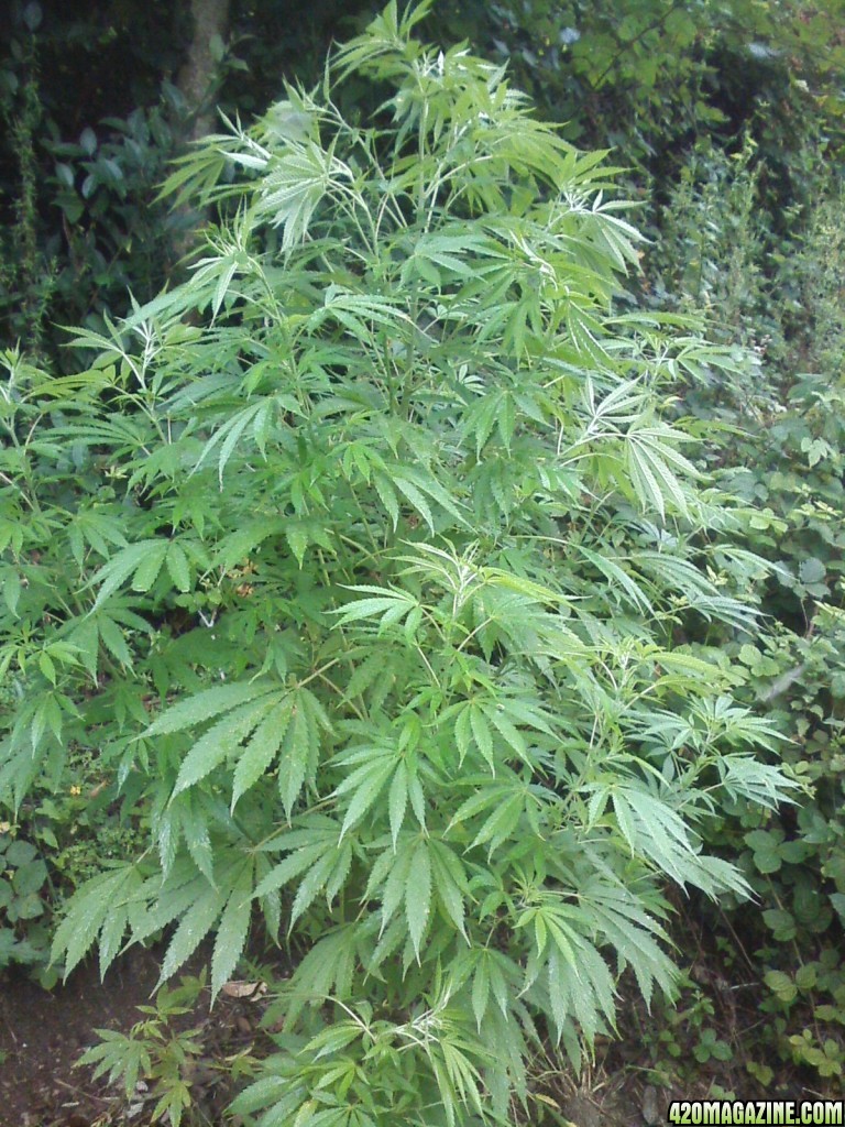 outdoor / guerilla / late veg