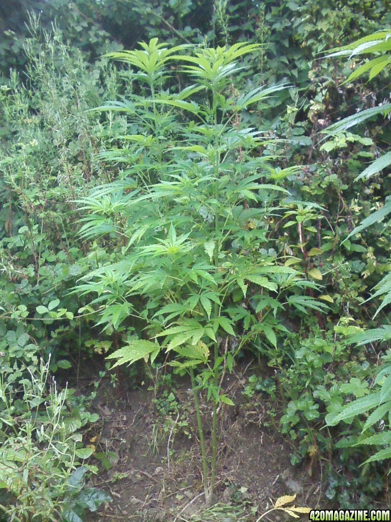 outdoor / guerilla / late veg