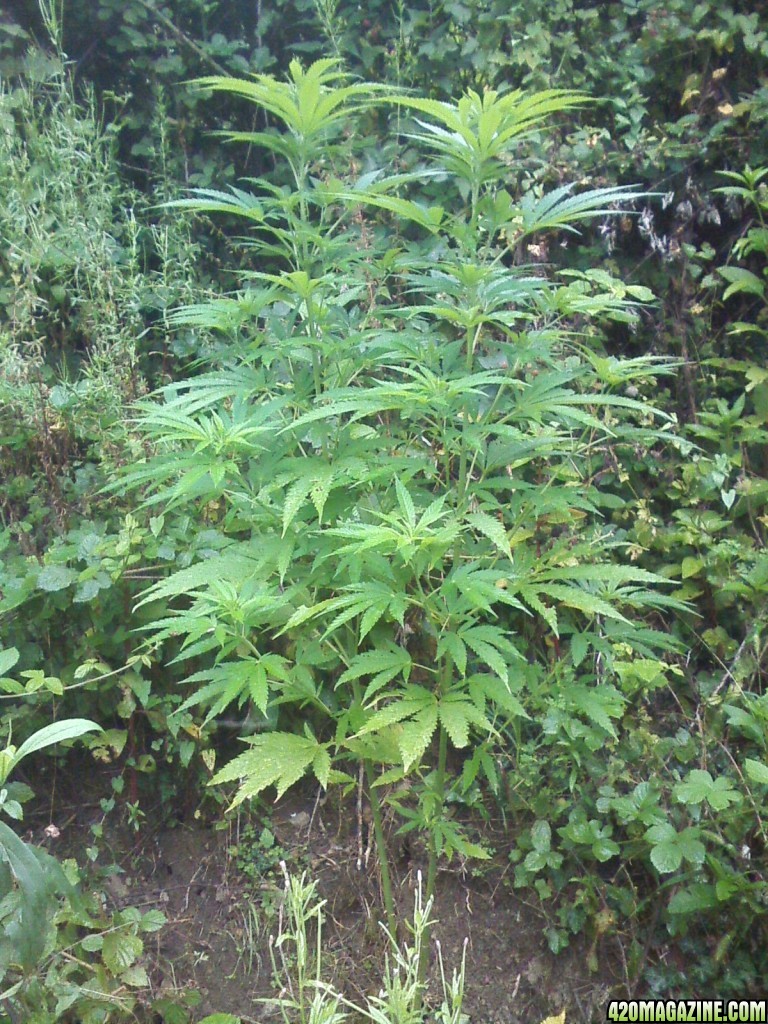 outdoor / guerilla / late veg