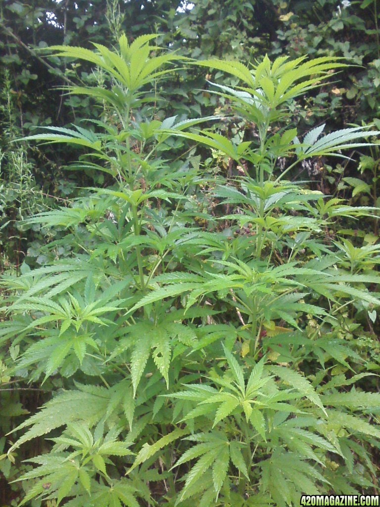 outdoor / guerilla / late veg