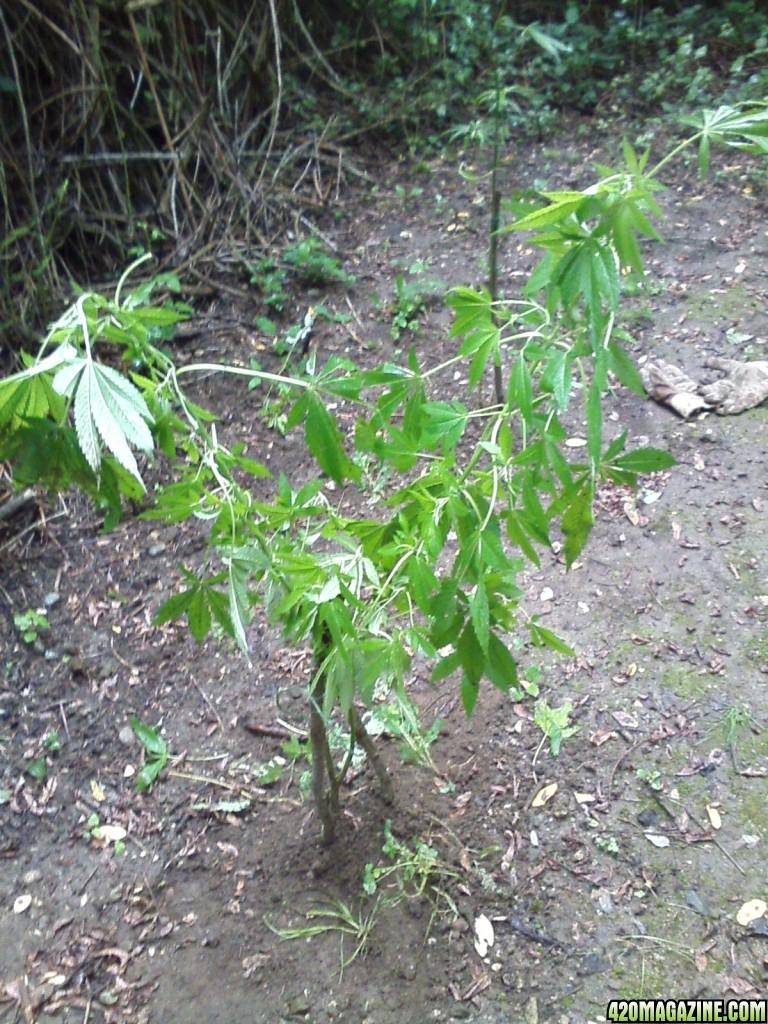 outdoor / guerilla / late veg