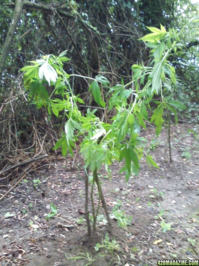 outdoor / guerilla / late veg