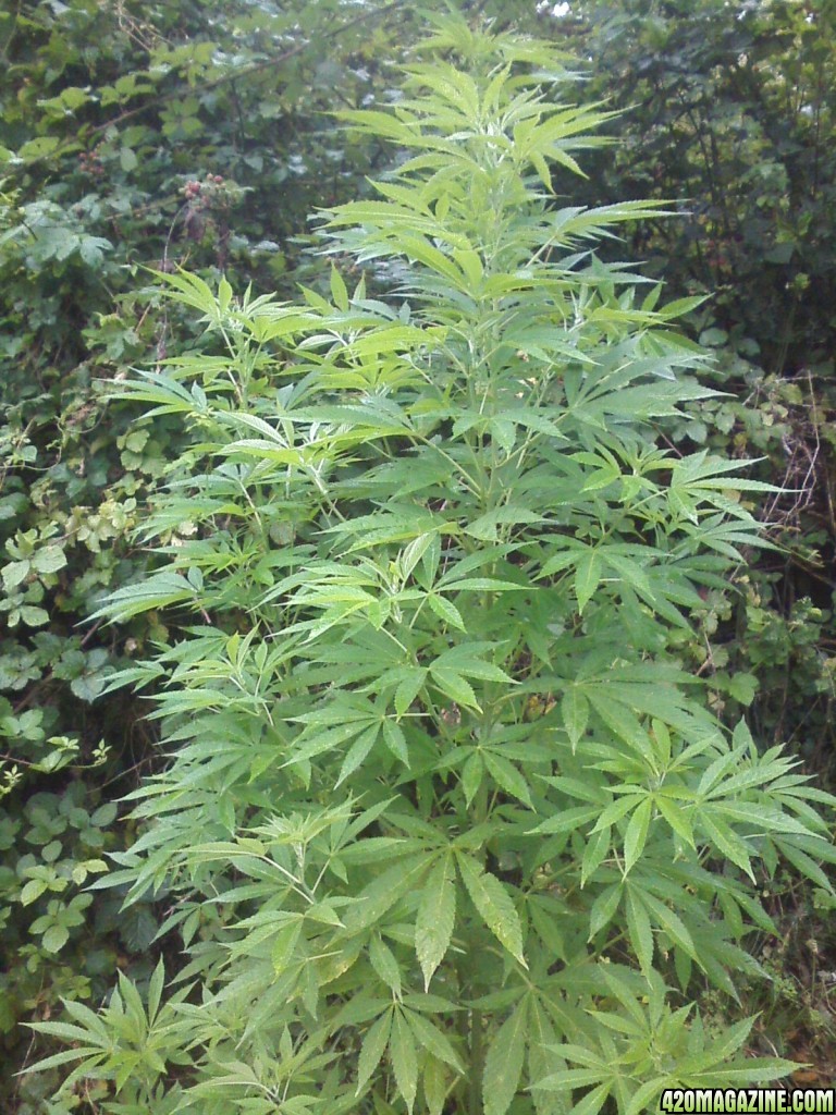 outdoor / guerilla / late veg