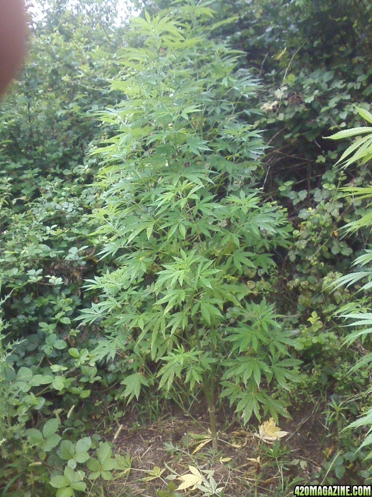 outdoor / guerilla / late veg