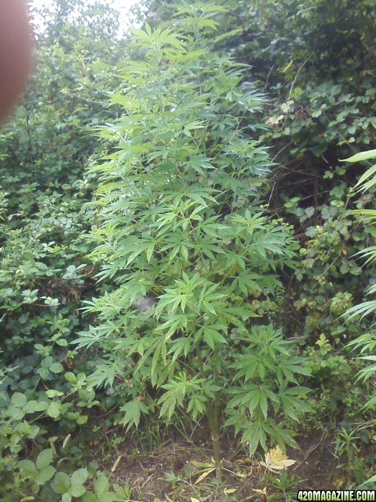 outdoor / guerilla / late veg