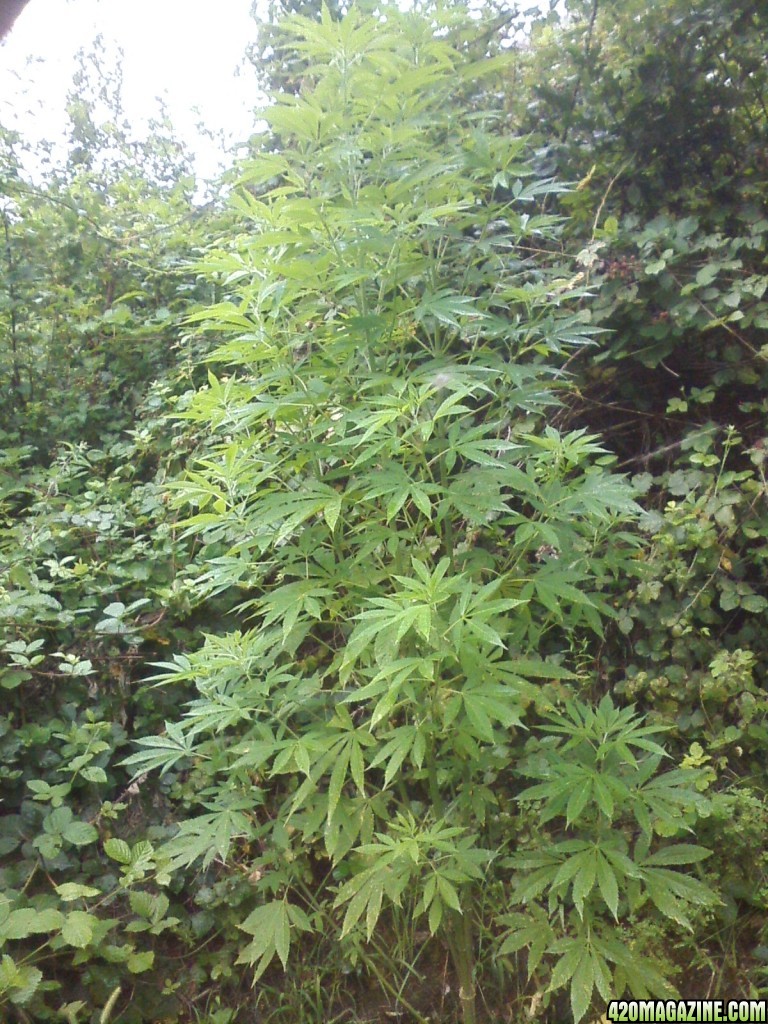 outdoor / guerilla / late veg